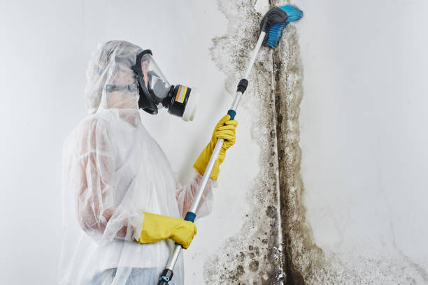 Best Commercial Mold Removal  in North Druid Hills, GA