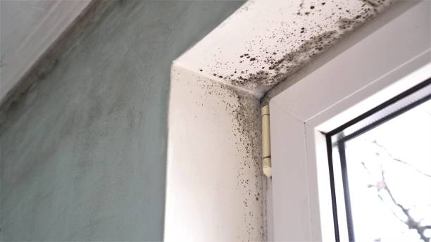 Best Mold Testing  in North Druid Hills, GA