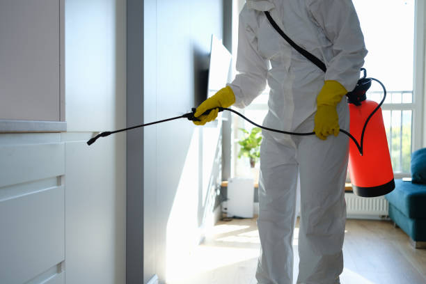 Best Certified Mold Removal  in North Druid Hills, GA