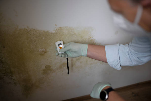Best Office Mold Removal Services  in North Druid Hills, GA