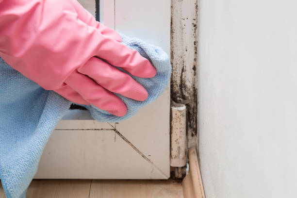 Best Black Mold Removal  in North Druid Hills, GA