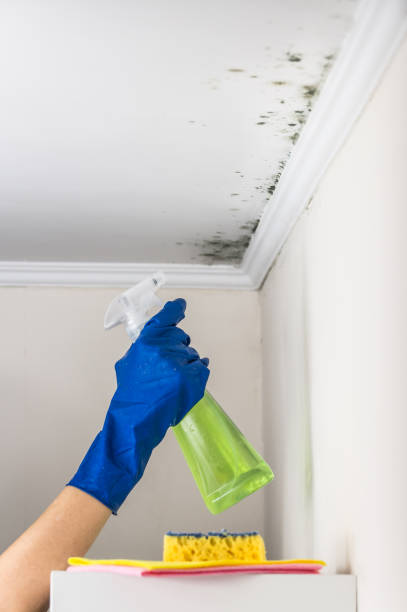Best Crawl Space Mold Removal  in North Druid Hills, GA