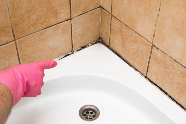 Mold Testing and Removal in North Druid Hills, GA