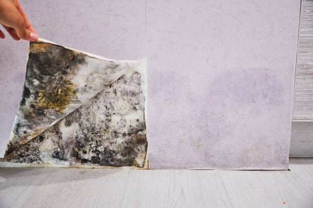Best Mold Removal Company Near Me  in North Druid Hills, GA